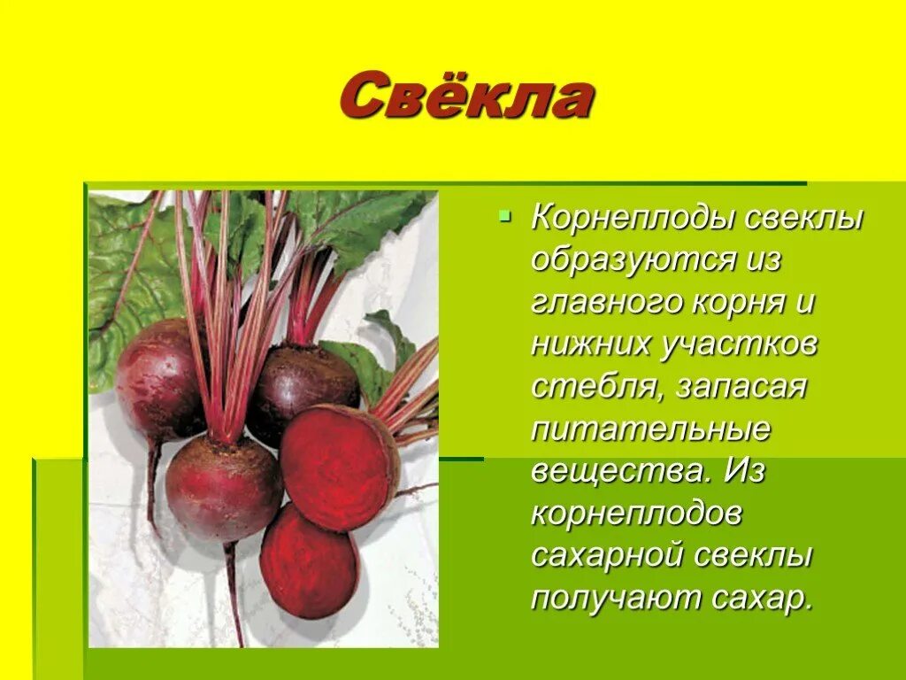 Строение корнеплода свеклы. Запас питательных веществ в корнях. Чистяк корнеклубни. Запасные питательные вещества. Свекла описание.