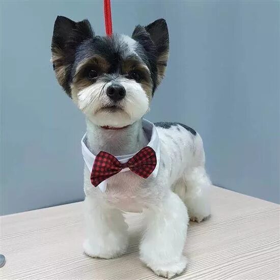 Стрижка бивера мальчика. Бивер-йоркширский терьер. Стрижка бивера мальчика. Бивер-йоркширский терьер. Стрижка бивер йорка.