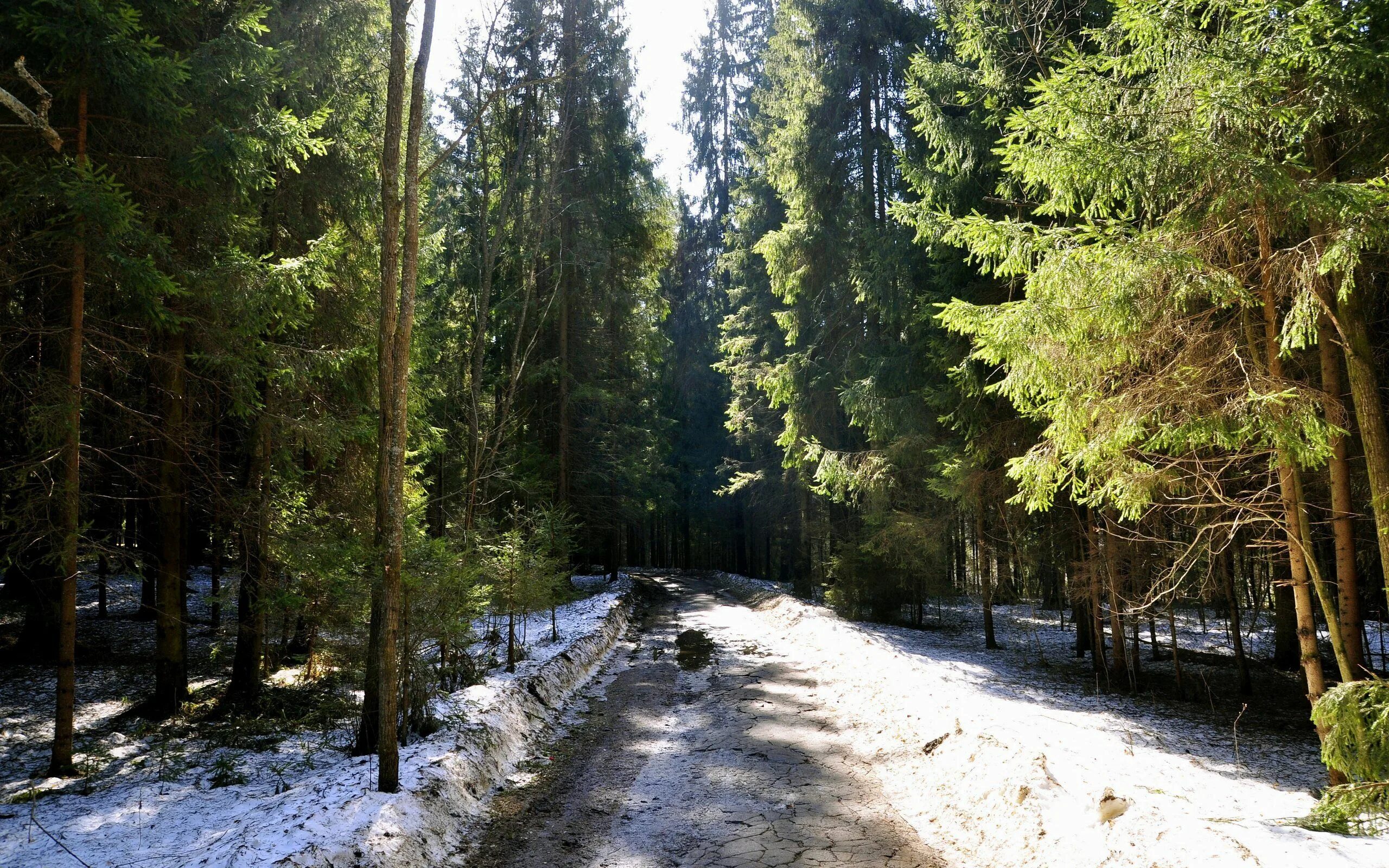 Дорога шла лес озера. Весенний лес.