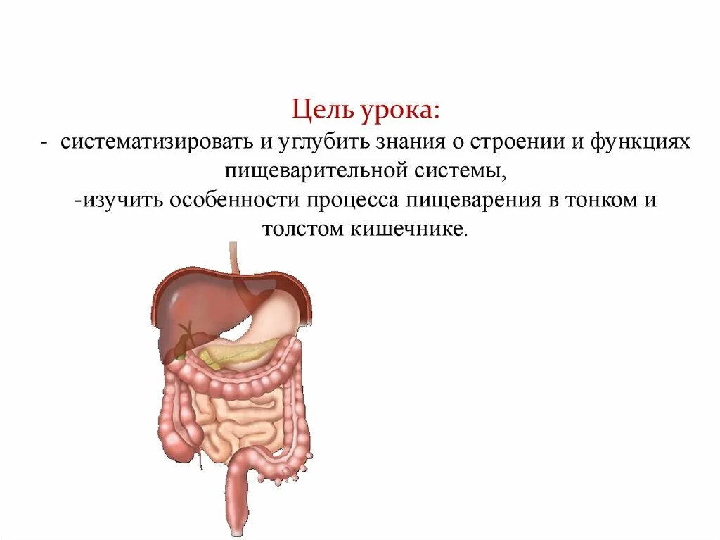 Строение и функции пищеварительной системы. Пищеварение в тонком и толстом кишечнике. Пищеварение в кишечнике роль печени.