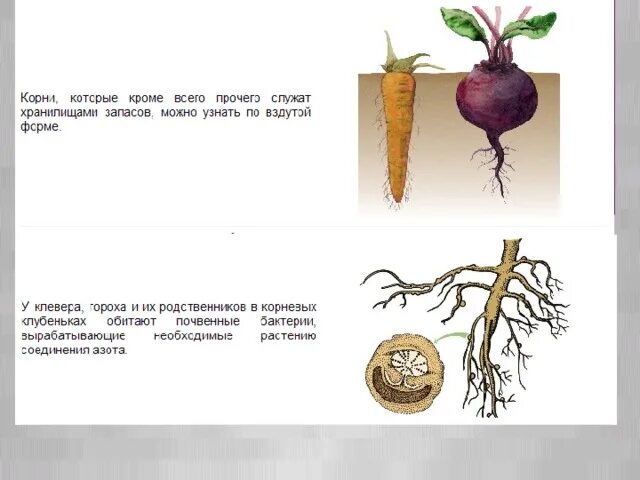 Карта корнеплод. Размножение корнеплодами. корняплодлми размножение. функции корней корнеплоды. функции корня биология 6 класс.
