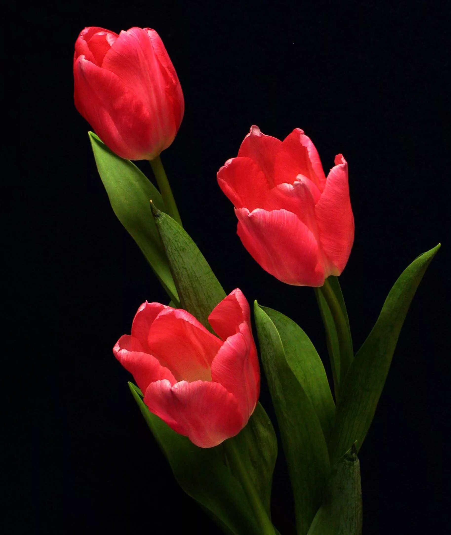 3 красных тюльпана. Цветы тюльпаны. Красные тюльпаны. Красивые тюльпаны. Яркие тюльпаны.