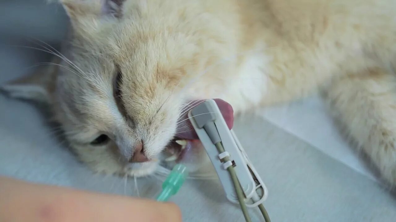 Сколько времени кошка отходит от наркоза. Анестезия в ветеринарии. Местная анестезия кошке.