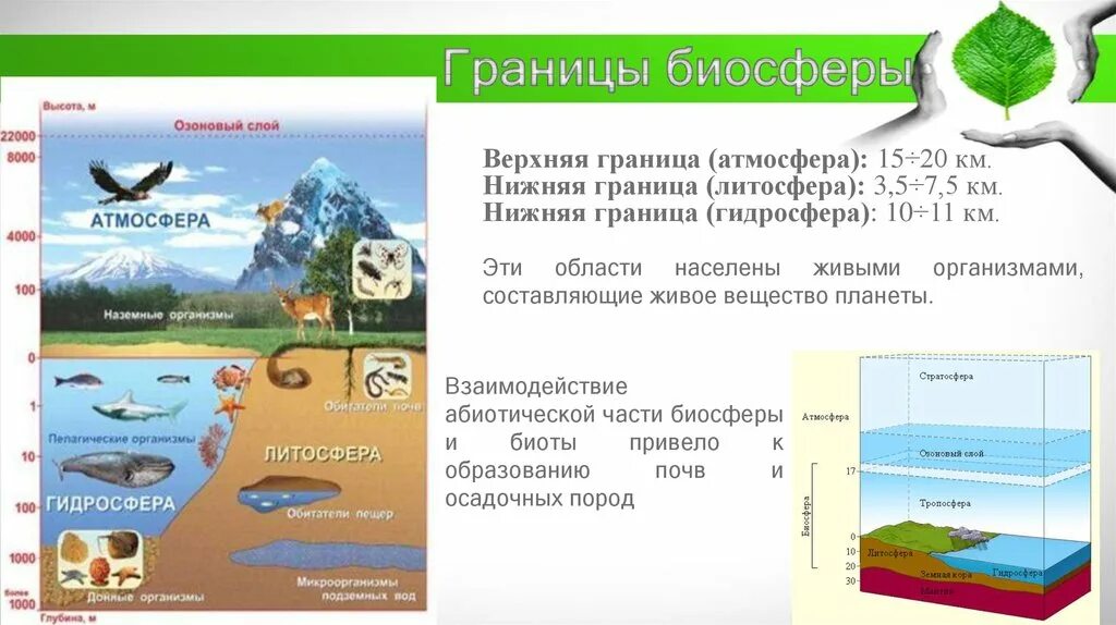 Чем определяются границы распространения живых организмов. Биосфера границы биосферы таблица. Биосфера – оболочка жизни. Границы биосферы. Границы биосферы 6 класс география. Границы биосферы в атмосфере до.