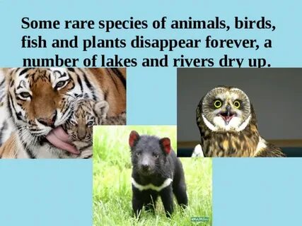 Disappearing animals