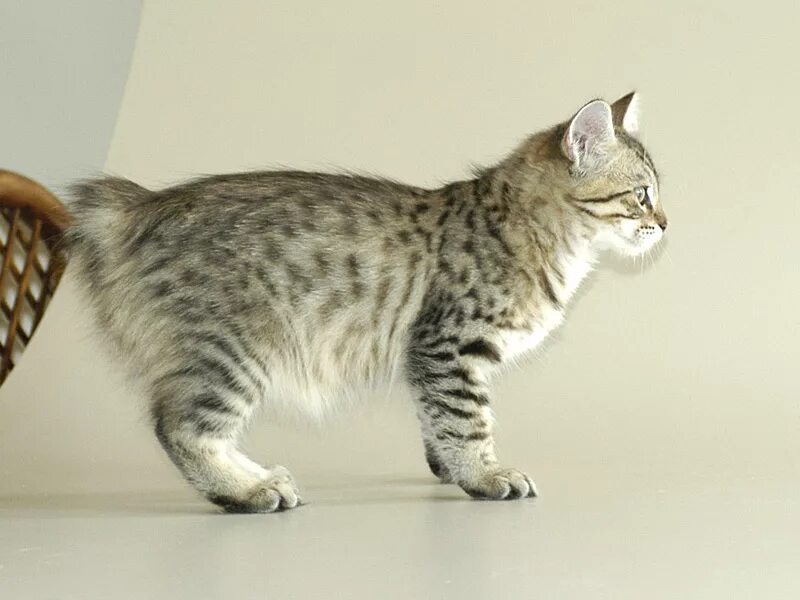 American bobtail. Американский бобтейл кошки. Американский бобтейл котенок. Курильский бобтейл. Американский бобтейл короткошёрстный.