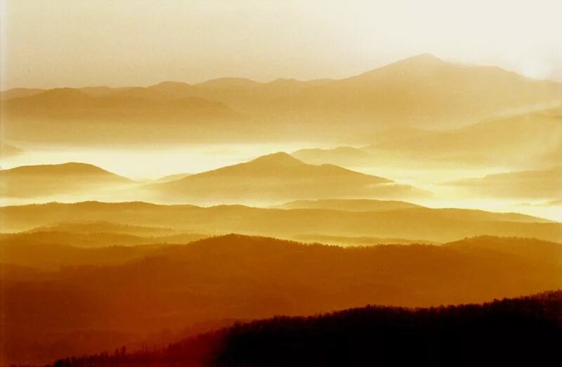 золотой рассвет черный. орден золотого рассвета черный клевер. орск золотой рассвет. чёрный клевер гильдия золотой рассвет. заместитель золотого рассвета.