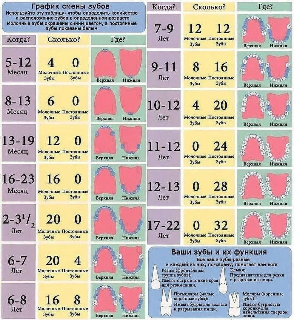 Зубы 6 в 3 года. Зубы у детей схема прорезывания молочных.