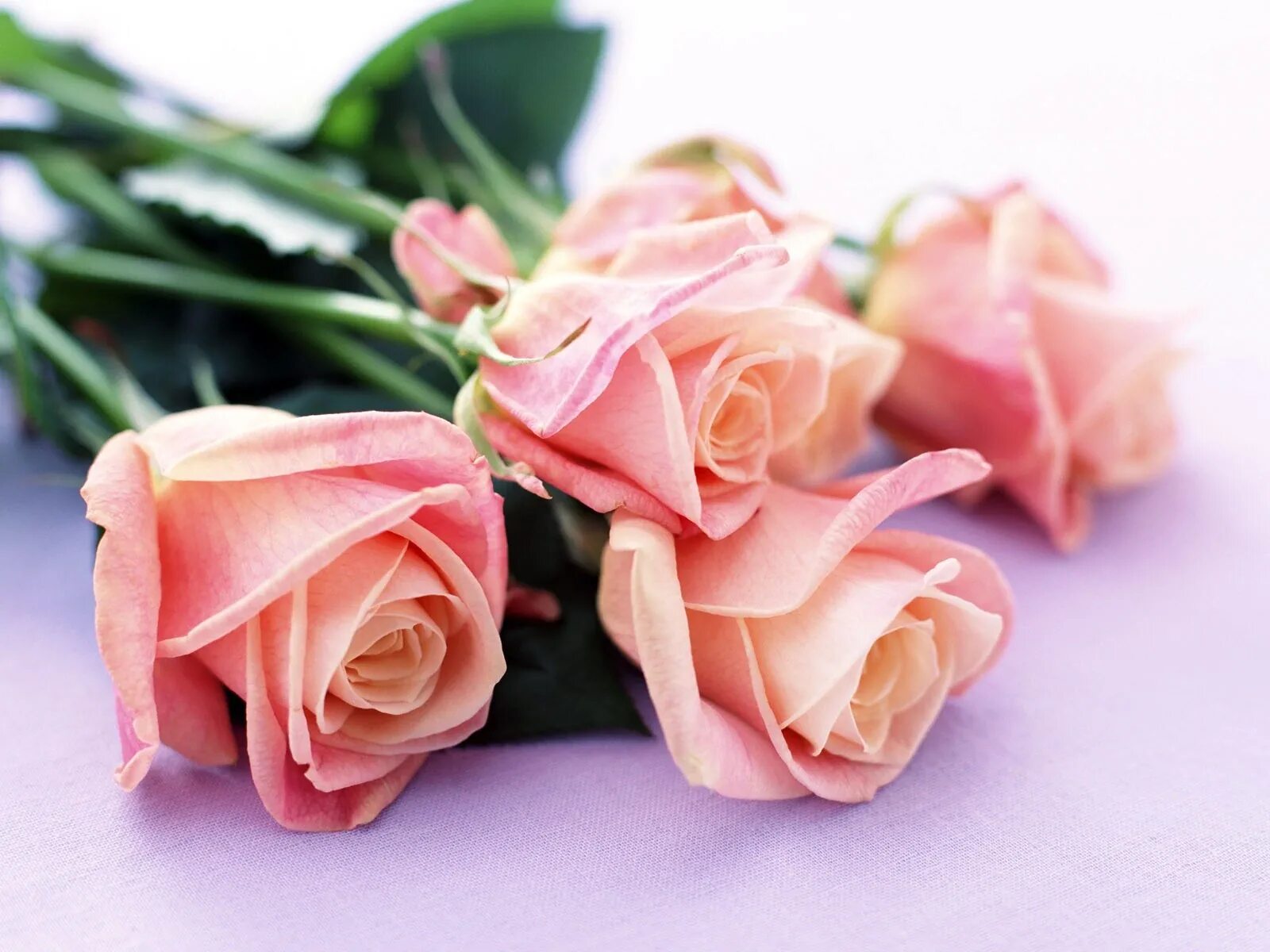 Букет роз к 8 марту. Красивые цветы. Шикарные цветы. Нежные розы. Открытка цветы.