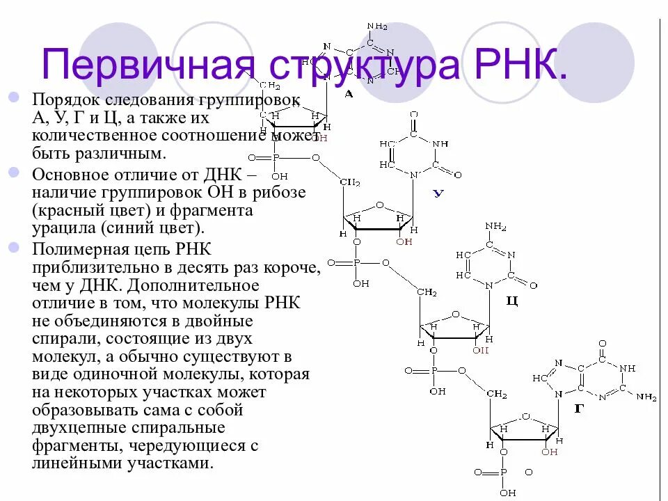 Первичная структура РНК. Вторичная структура РНК. Первичная и вторичная структура РНК. Первичная структура НК.