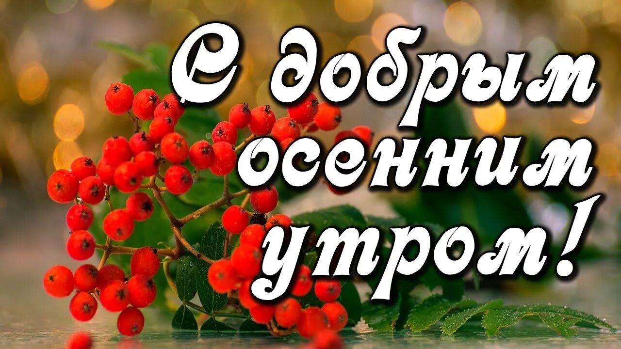 С добром утро сентября. Доброе осеннее утро сентября с рябиной и пожеланиями. с добрым утром хорошего дня осень рябина. доброе утро осени пожелания с рябино1. с добрым осенним утром с рябиной пожеланиями.