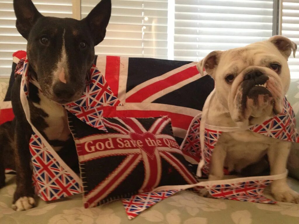 Животные великобритании. Олени в англии. Животный мир великобритании. Animals in great britain. Олени в англии.