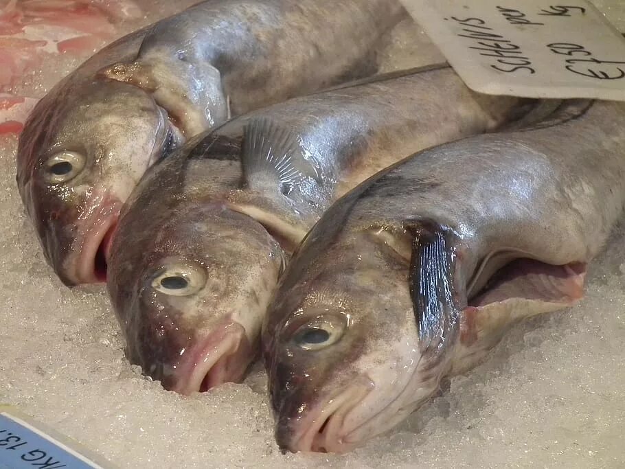 Рыба на льду. Рыбамёртвая еда. Рыба мертвая. Замороженная.