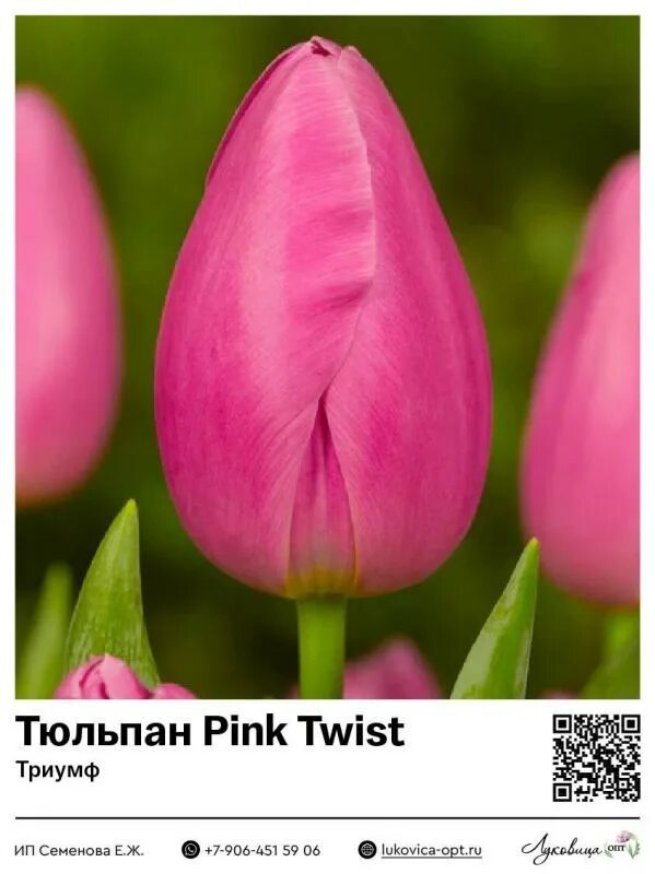 Тюльпан джамбо пинк. Тюльпан pink twist. Тюльпан сорт пинк твист. Сорт тюльпана джамбо пинк. Тюльпан пинк твист.