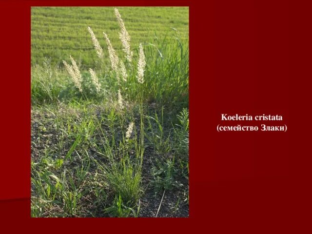 В какой природной зоне растут злаки. Растения степи. Koeleria cristata. Растение семейства злаковых произрастающее на сыпучих Песках. Диаграмма семейства злаковых.