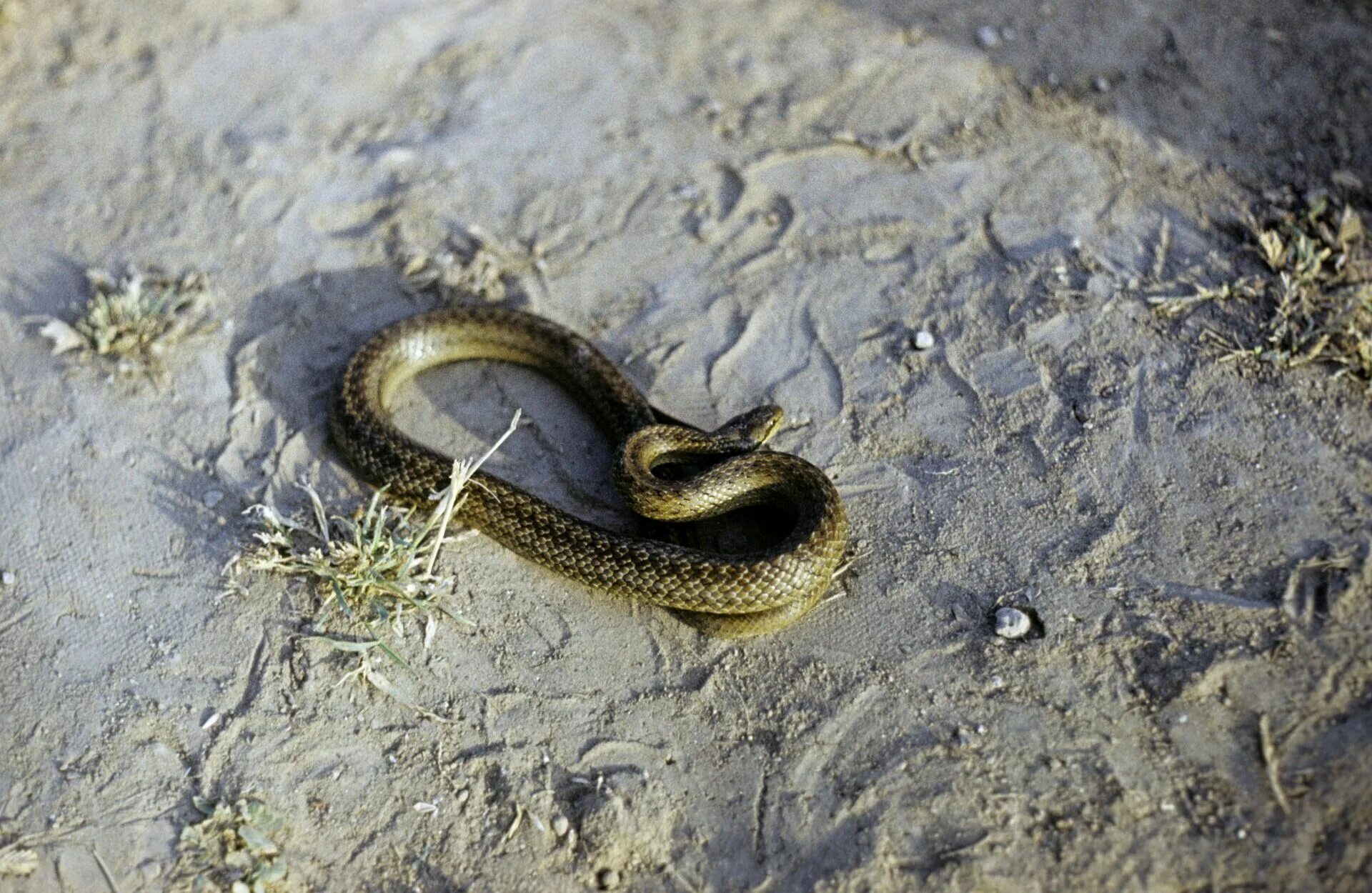 Reptile, Snake, Scaled Reptile, Fauna Picture. Image: 125840682