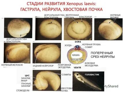 Нейрула какая стадия