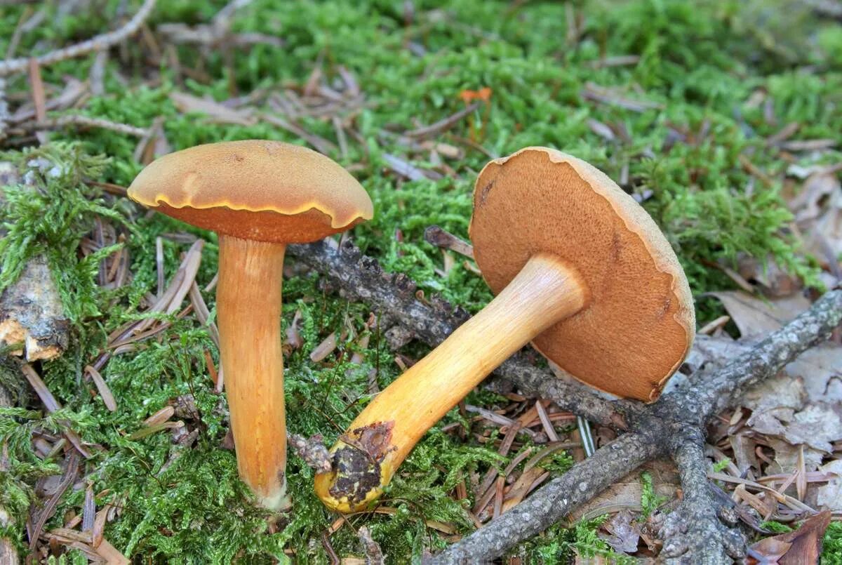 Моховик перечный гриб. Моховик масленок перечный гриб. Масленок перечный (Chalciporus piperatus). Гриб моховик (Козляк.