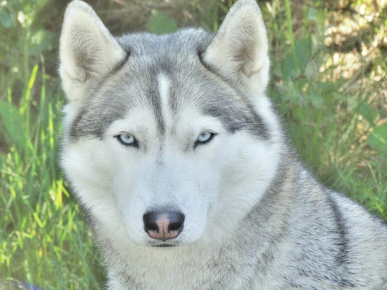 siberian husky Фотографія Stock Adobe Stock