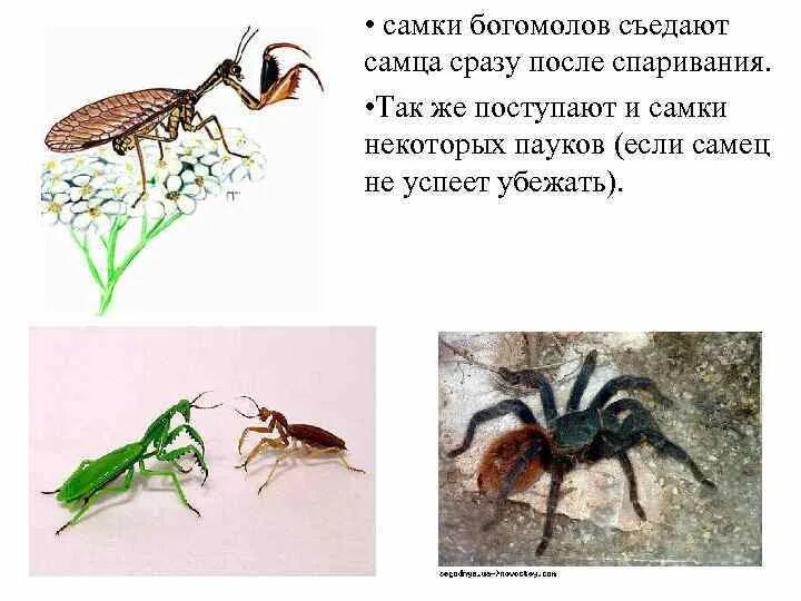 Самка съедающая самца после спаривания