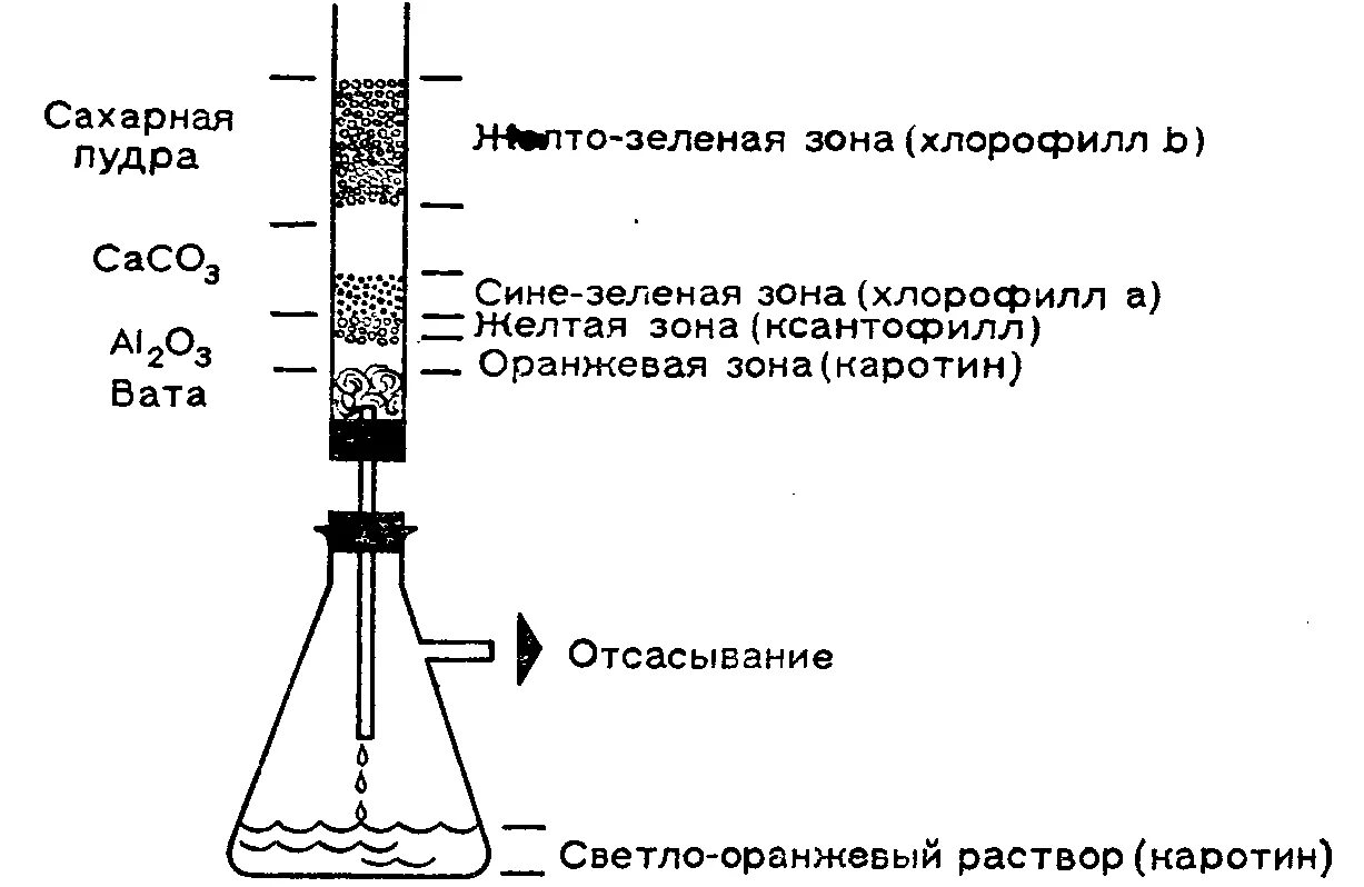 Разделение пигментов листа метод. Разделение хлорофилла методом хроматографии. Разделение пигментов листа методом хроматографии. Хроматография раствора хлорофилла. Метод хроматографии хлорофилла.