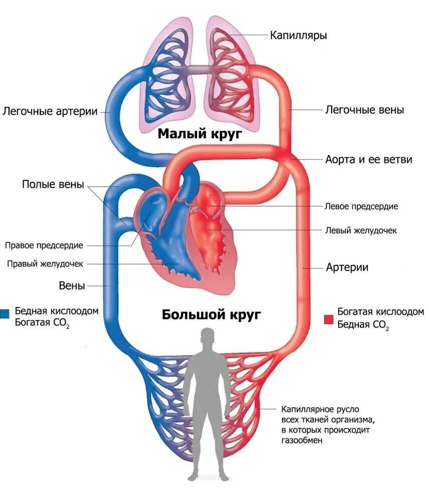 Какая кровь в левом желудочке сердца. Круги кровообращения схема малый круг. Схема малого круга кровообращения схема. Малый и большой круг кровообращения человека схема. Малый круг кровообращения и большой круг кровообращения.