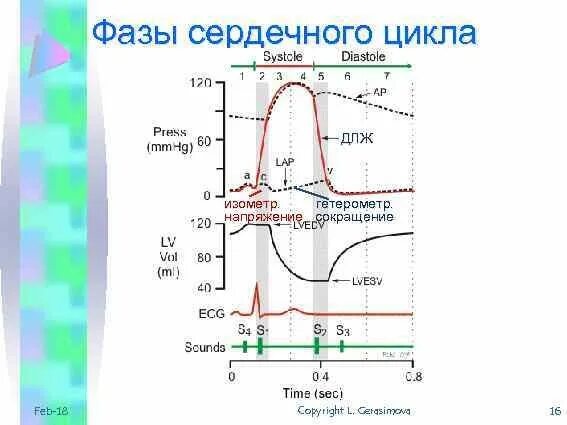 Определить фазы сердечного цикла. Фазы сердечного цикла схема физиология. диаграмма фазы сердечного цикла. физиология сердца фазы сердечного цикла. фазы сердечного цикла график.