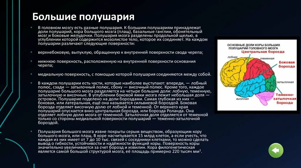 Большие полушария функции таблица. Строение больших полушарий доли. Функции коры больших полушарий. Функции долей коры больших полушарий головного мозга. Функции больших полушарий мозга кратко.