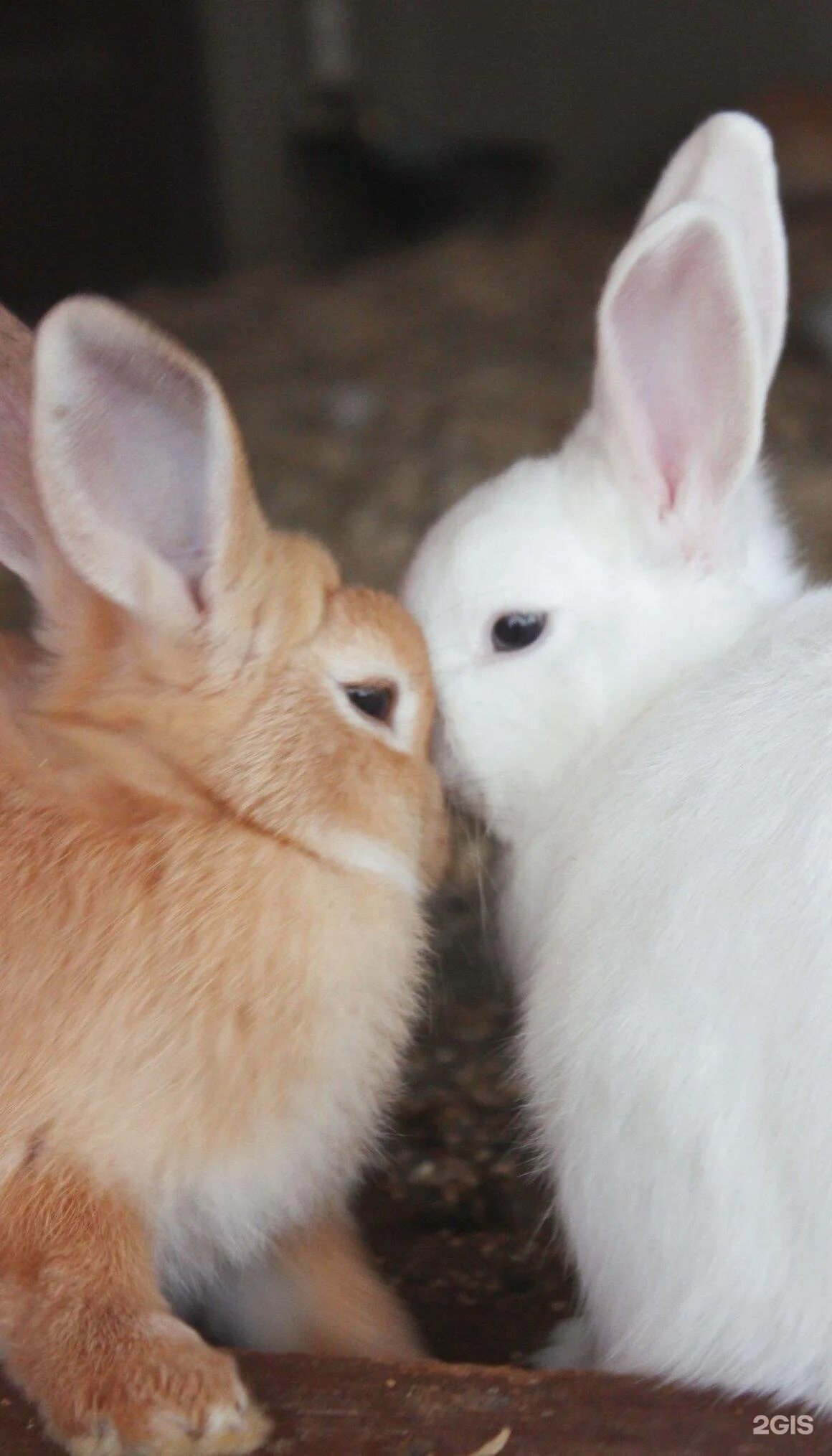 Зайка целует. Кролики. Красивый зайчик. Влюбленные кролики. Милые кролики.