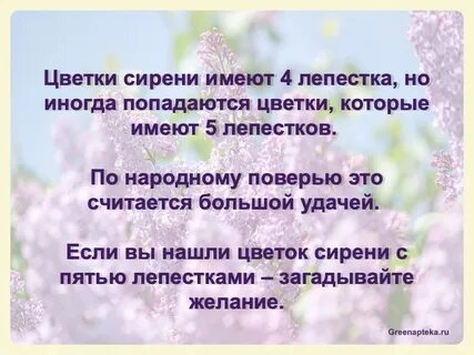 Цветки сирени в народной