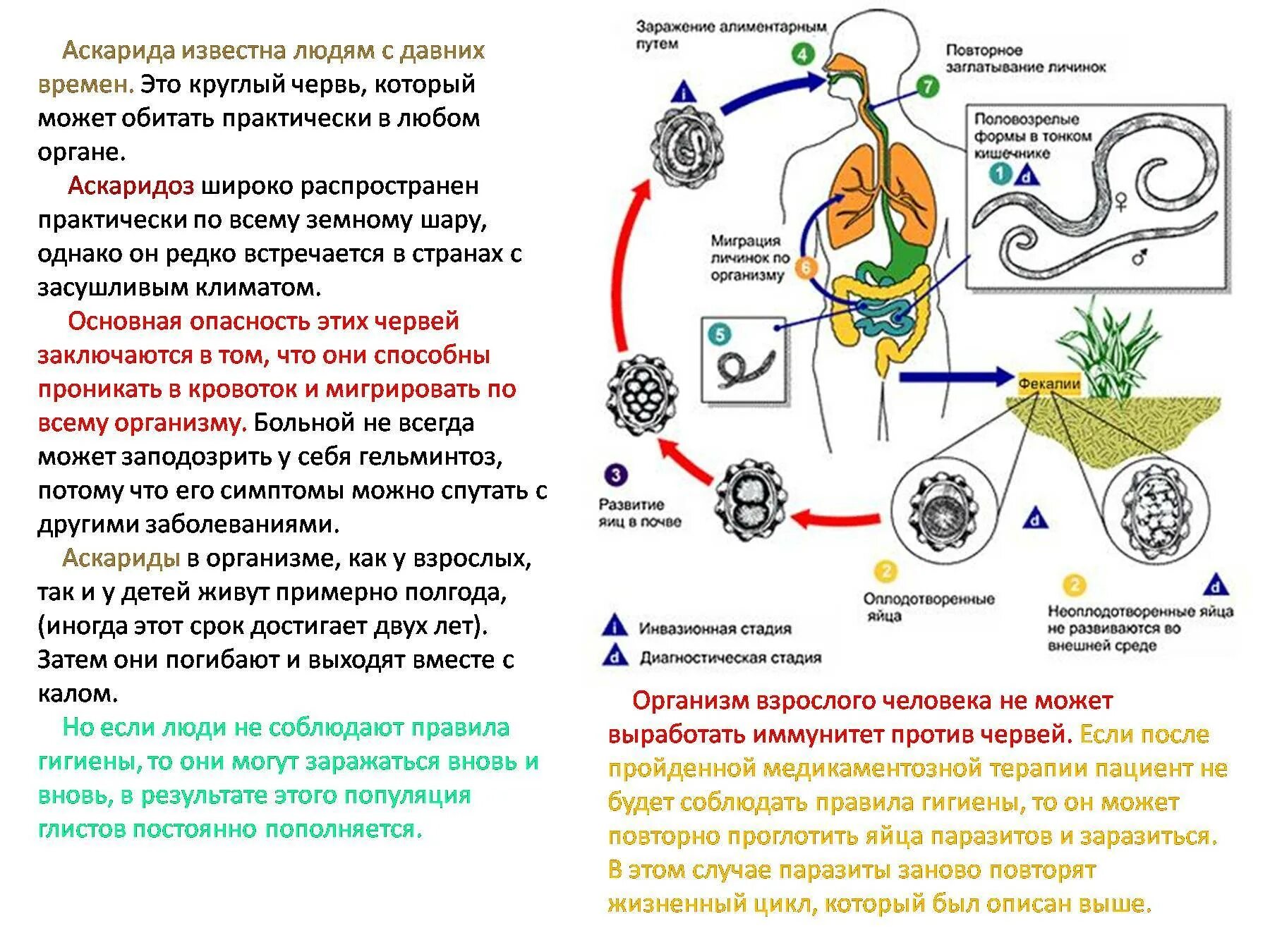 Циклы паразитических червей аскариды. Жизненный цикл аскариды человеческой. Профилактика заражения круглыми червями. Пути заражения и меры профилактики паразитическими червями. Круглые черви заболевания