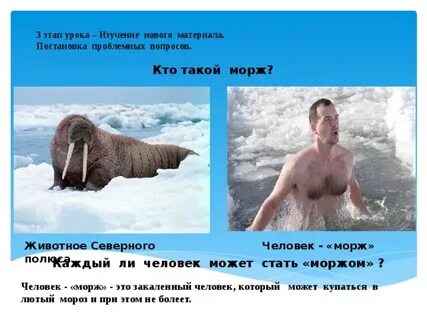 Слово моржи