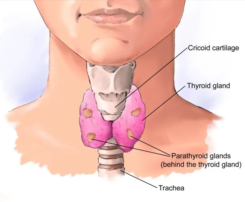 где зоб. щитовидная щитовидная железа. где зоб. где находится щитовидная железа фото. струма щитовидной железы.