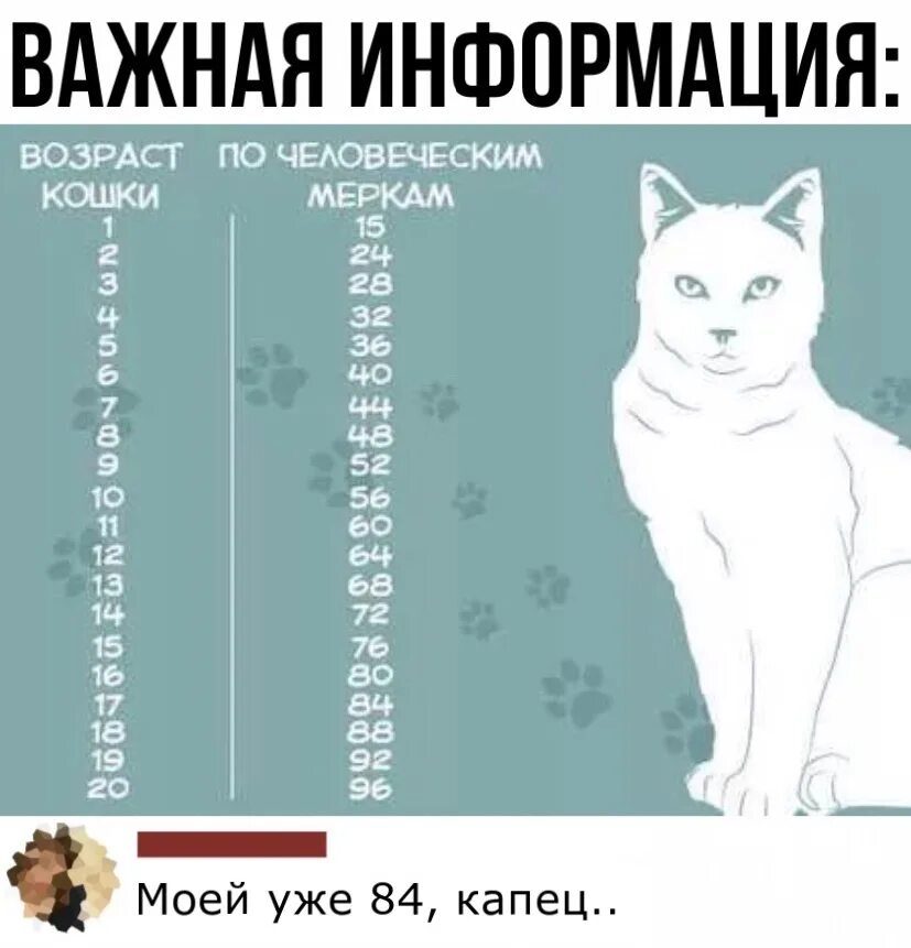 7 лет по кошачьи это сколько. Возраст кошки по человеческим. кошачий возраст по человеческим меркам. возраст по кошачьи. года по кошачьи.