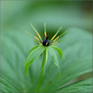 Eye plant