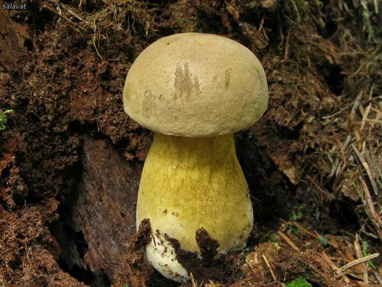 Желчный гриб и другие. Ложный Боровик белый гриб. Горчак, ложный белый гриб. Желчный гриб ложный белый. Ложный Боровик, желчный гриб.