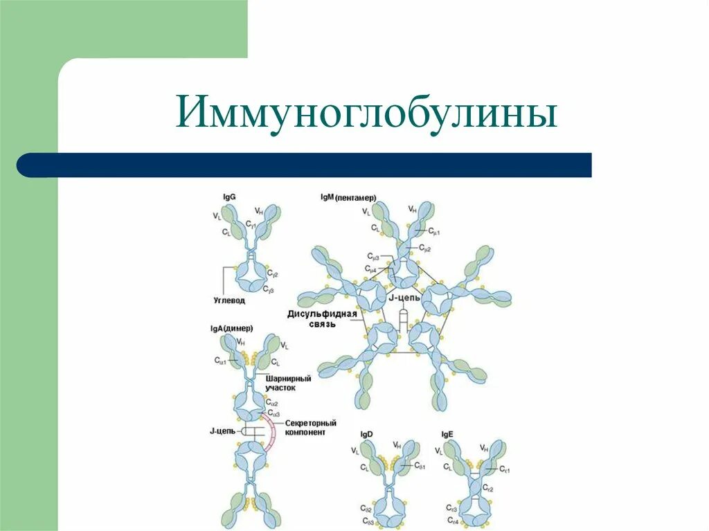 Иммуноглобулин g о чем говорит. Иммуноглобулины. Иммуноглобулины микробиология. Иммуноглобулины-Пентамеры. Иммунная система иммуноглобулины.