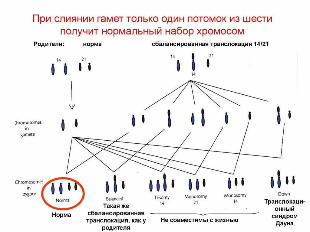 В гаметах человека 23 хромосомы. Гамета набор хромосом. Хромосомный набор гамет. Хромосомный набор собаки. Синдром Дауна набор хромосом.