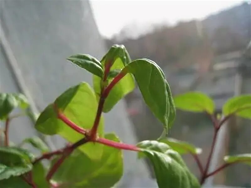 Фуксия листья. Листья у фуксии закручиваются. Фуксия листья скручиваются. Фуксия листья скручиваются. Бальзамин сворачиваются листья.