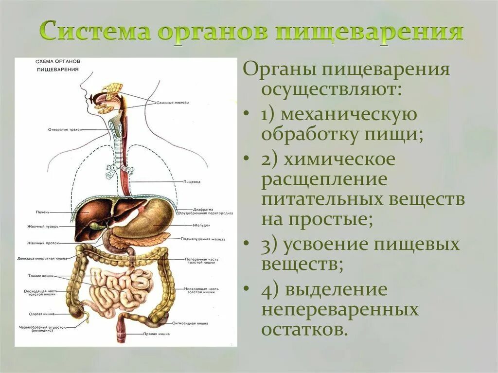 Пищеварительная система причины. Система органов пищеварительной системы. Схема работы пищеварительной системы. Строение и функции пищеварительной системы человека схема. Общий план строения пищеварительной системы человека анатомия.