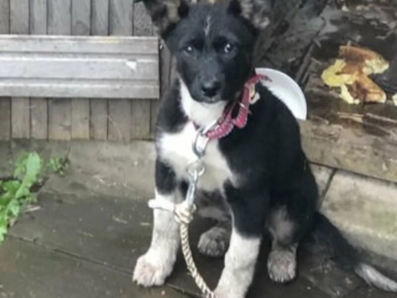 восточно сибирская лайка помесь. собак добрые руки уфа. собака адель. щенки в хотынце. отдам даром животные.