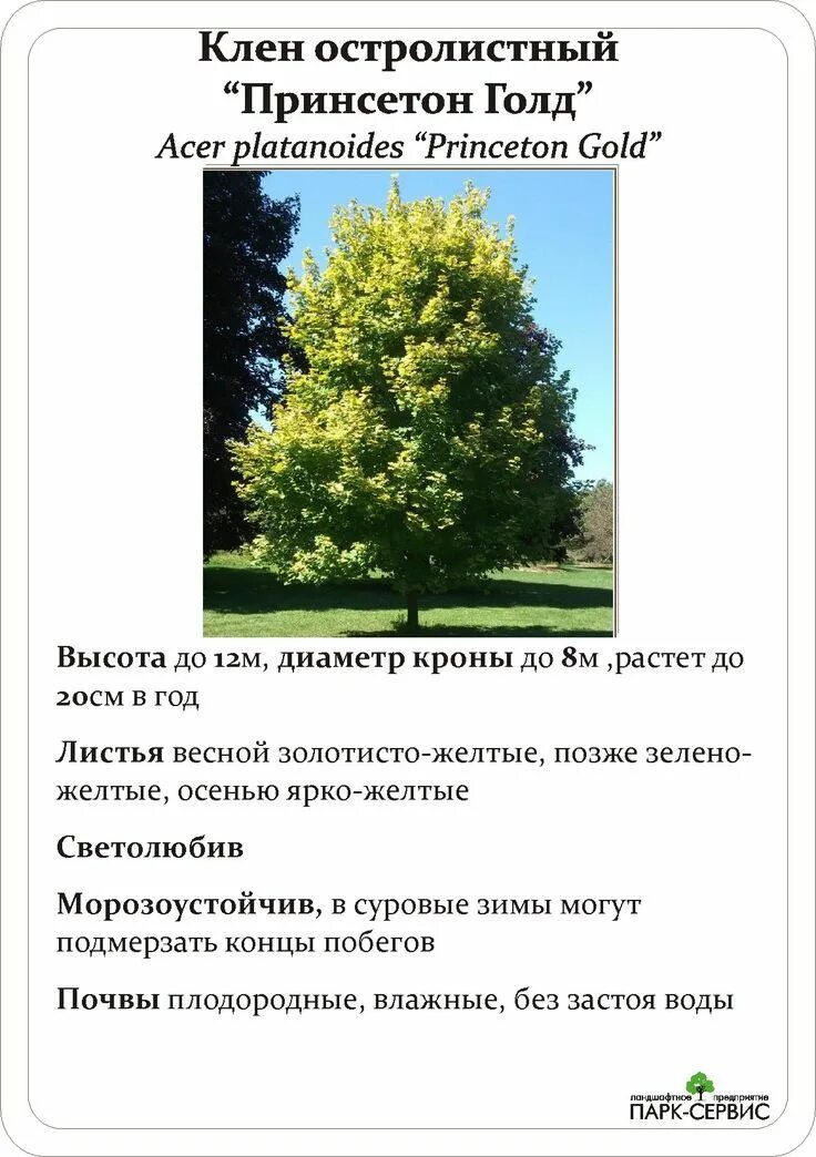 Осина классификация. Строение плода клена. Клен отдел класс. Клён дерево описание. Систематические группы клена.