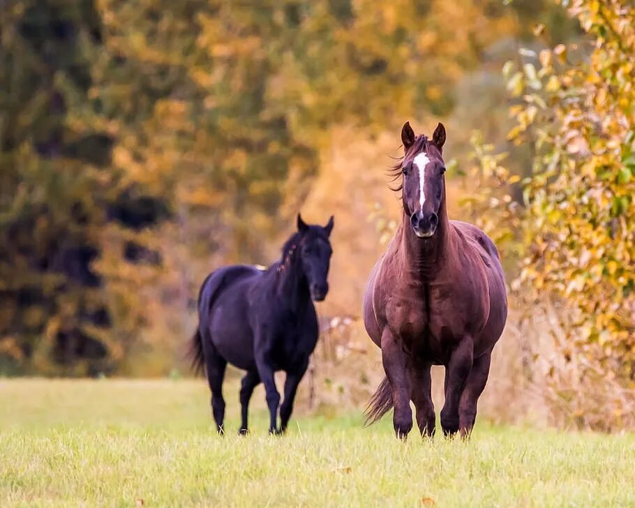 Horses fall. Лошадь осень. Вороной конь осенью. Растительноядное животное лошадь. 2 Лошади осенью.