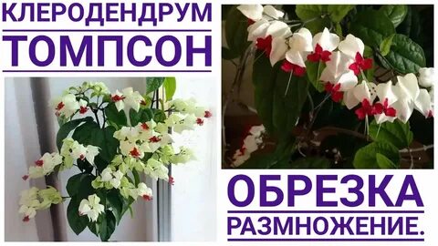 Клеродендрум томпсона размножение