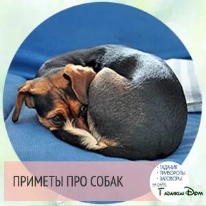 Примета собачьи