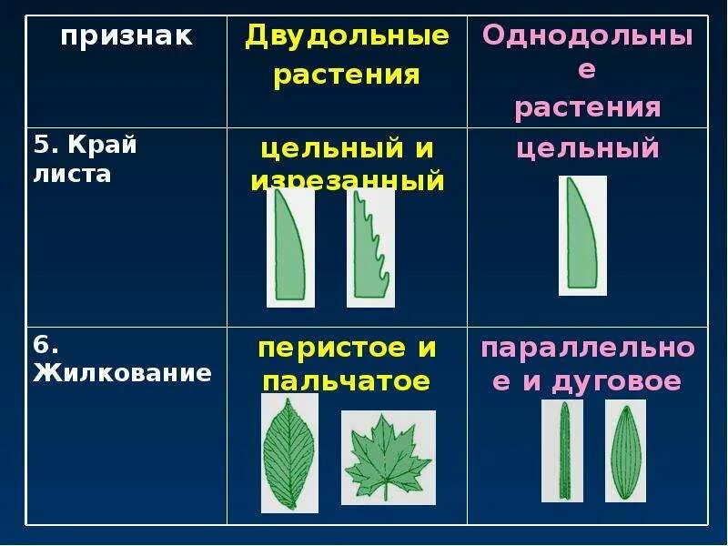 Сетчатое жилкование характерно для двудольных. Край листа двудольных растений и однодольных растений. Жилкование у однодольных растений. Жилкование листа у однодольных растений. Жилкование цветков Однодольные двудольные класс.