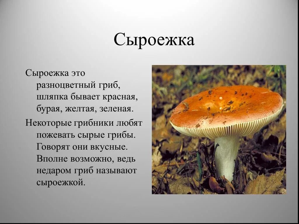 Описание гриба сыроежка 2 класс. Сыроежки доклад 5 класс биология. Рассказ о грибе сыроежка. Описание сыроежки биология. Рыжик составить предложение