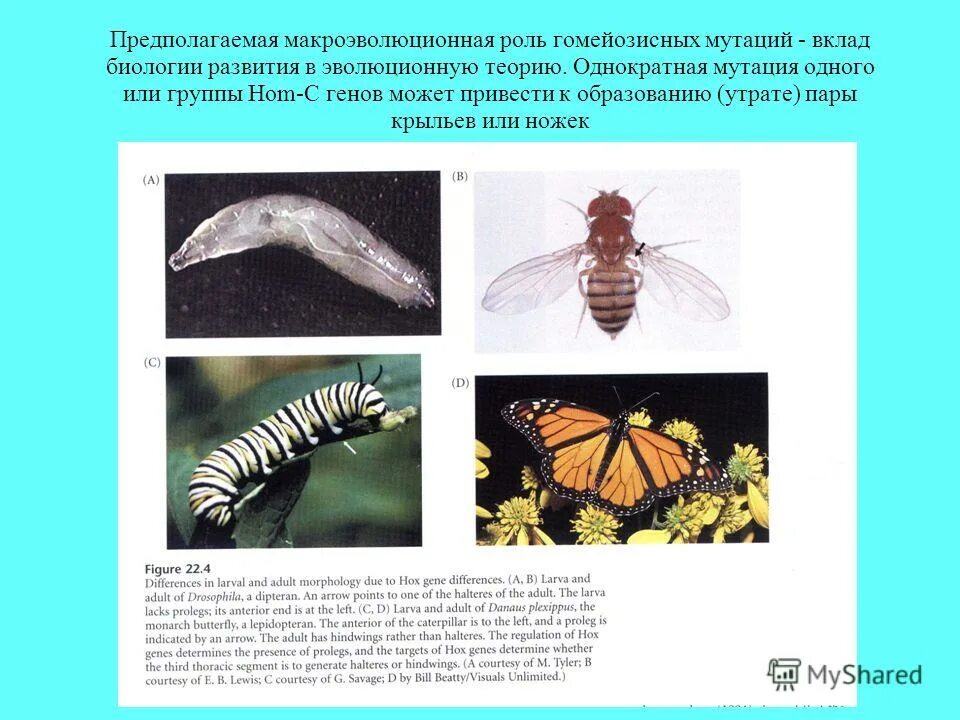 Роль мутаций в эволюционном процессе. Роль мутаций в эволюции. Роль мутаций в эволюционном процессе. Роль мутации. Революционная роль мутации.