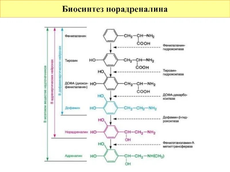 Синтез адреналина из тирозина. Биосинтез дофамина норадреналина адреналина. Синтез норадреналина из тирозина. Схема синтеза катехоламинов. Адреналин образуется