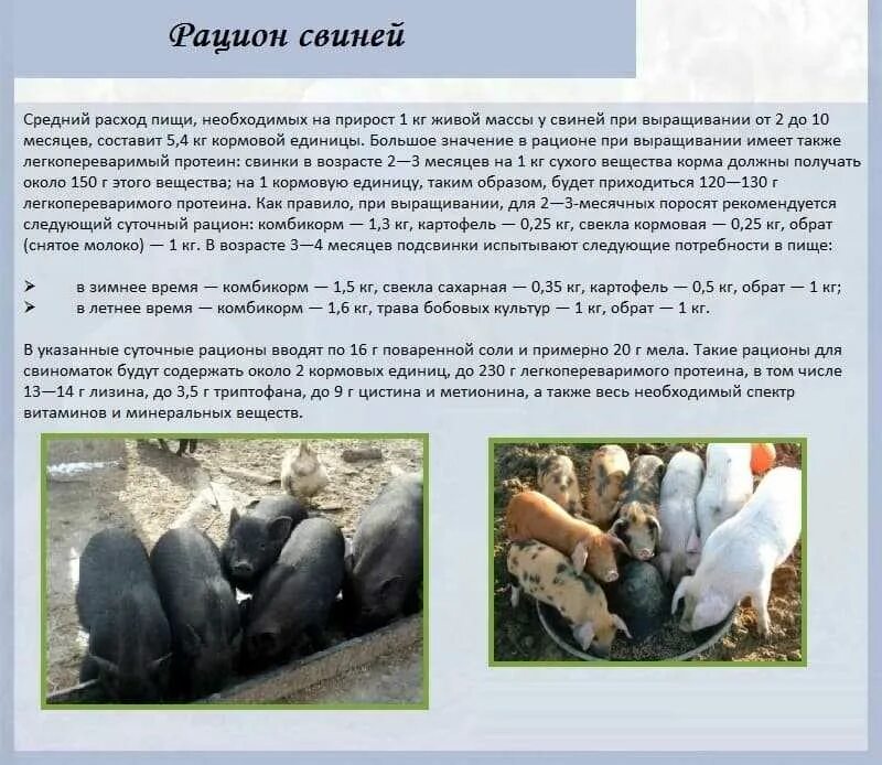 Проект о свинье. Бизнес план свиней. Бизнес план разведение свиней с расчетами. Бизнес план свиноводства на 10 голов. Проекты свиноферма на 50 свиноматок.